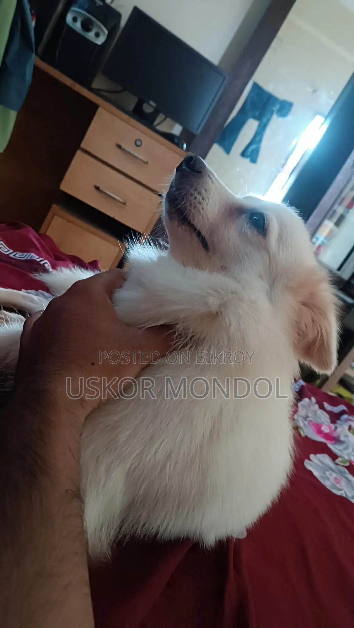 Female German Shepherd Dog