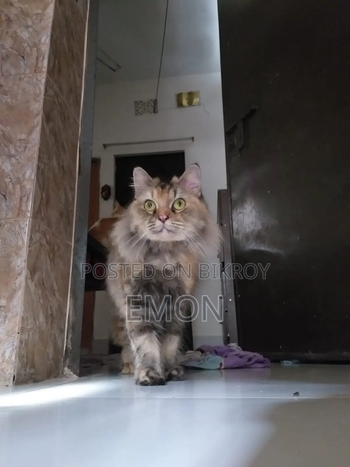Persian Cat