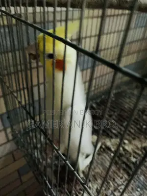 লুটিনো ১ জোড়া রানিং বাচ্চা সহ