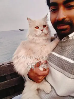 Persian Male Cat