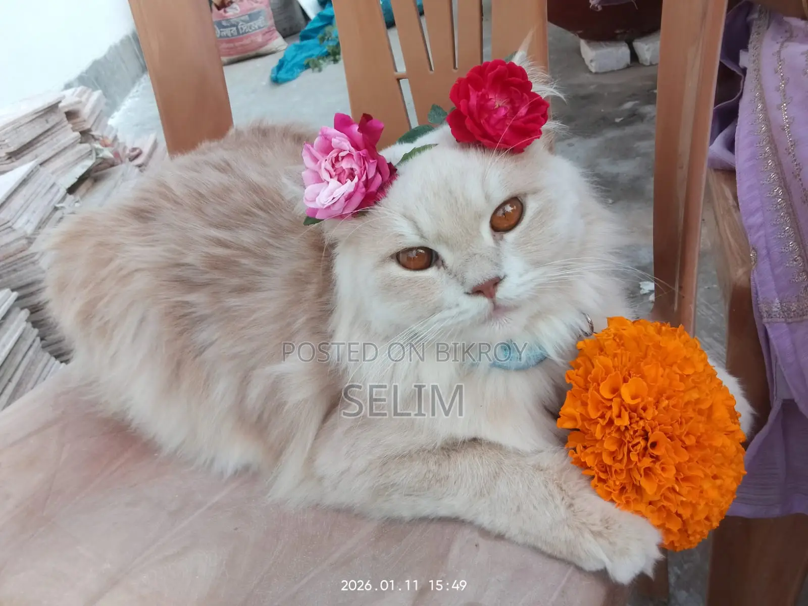 Persian Male Cat