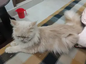 Persian Male Cat