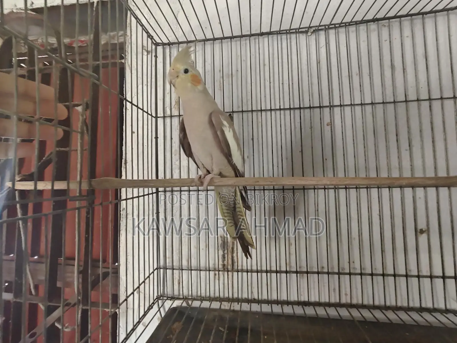 কোকাটেল ফিমেল