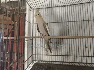 কোকাটেল ফিমেল