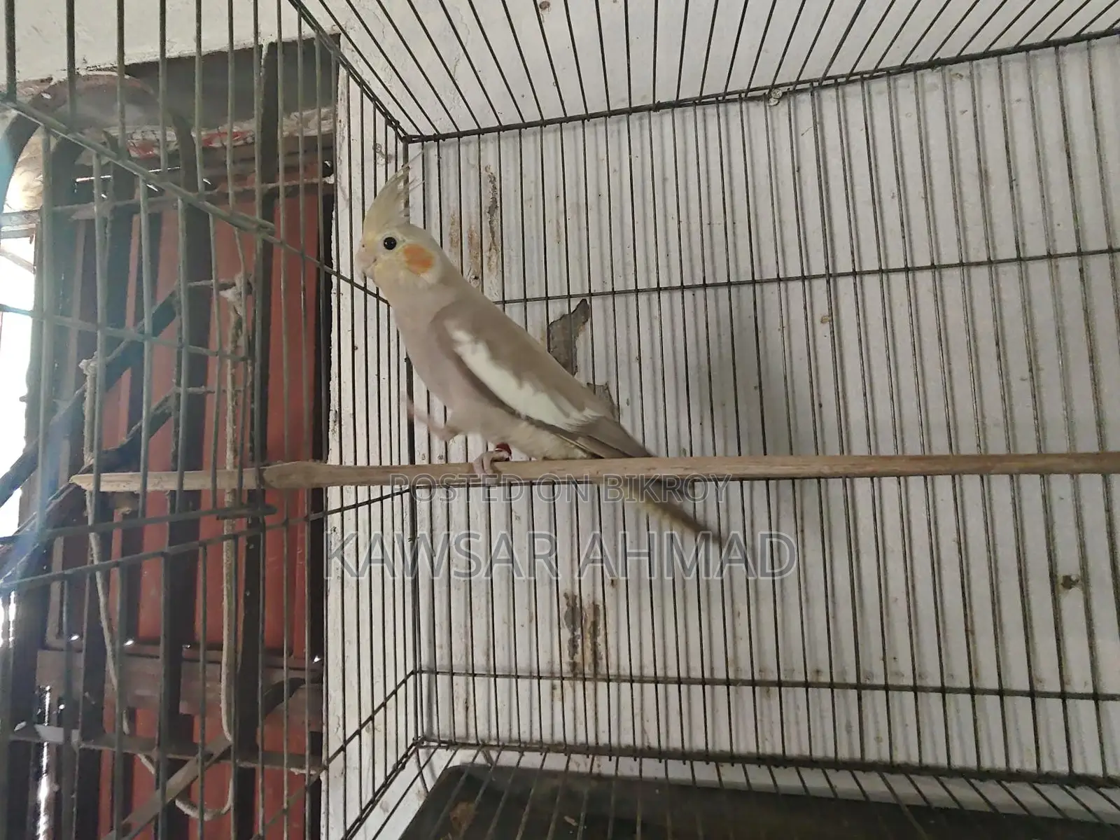 কোকাটেল ফিমেল
