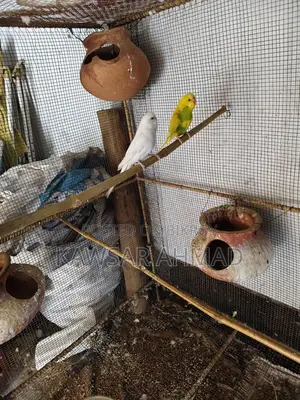কোকাটেল ফিমেল