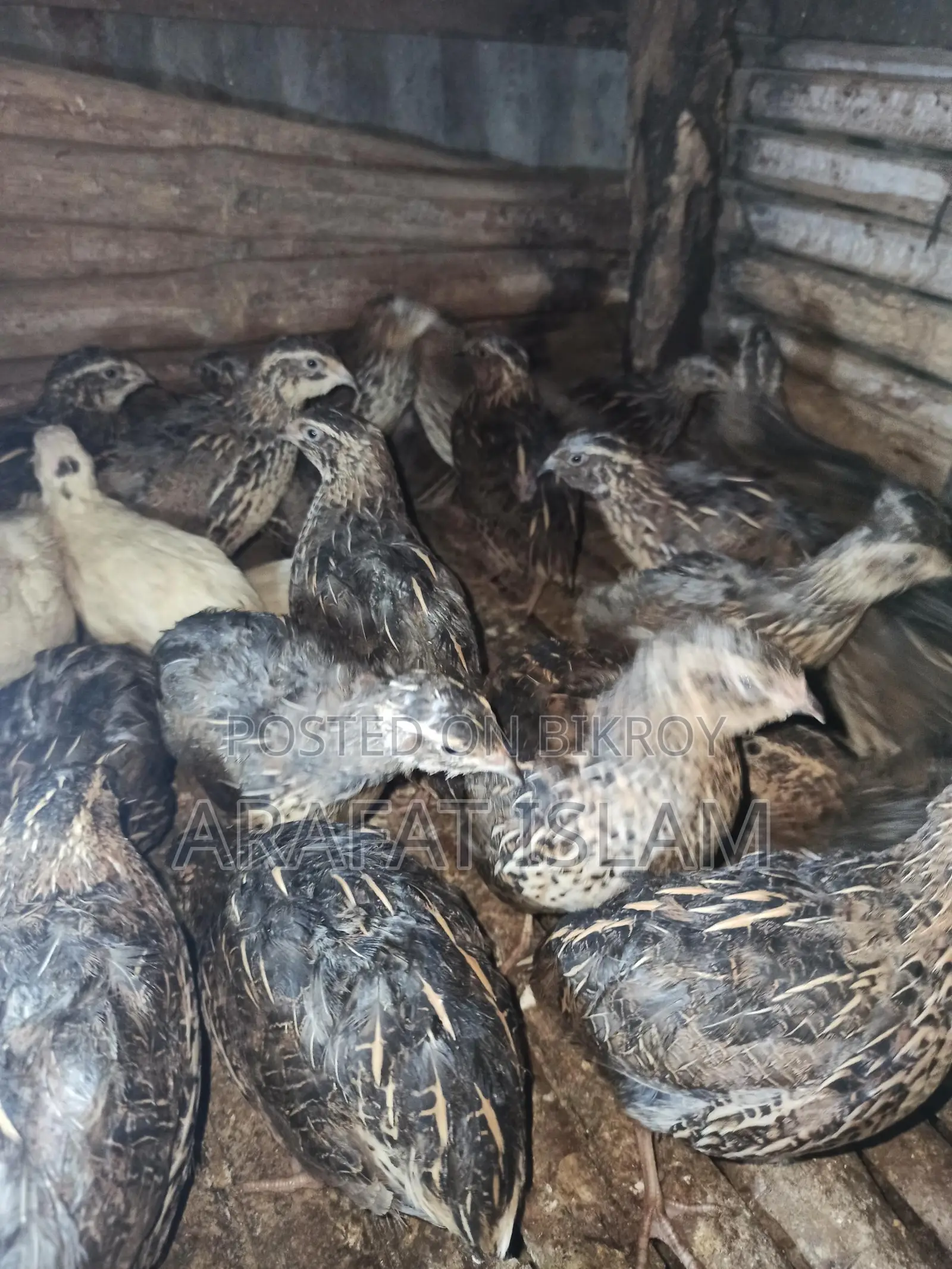 Laying Quail Birds for Sale
