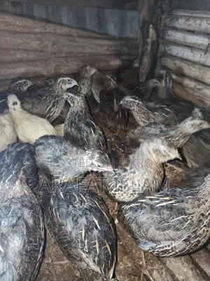 Laying Quail Birds for Sale