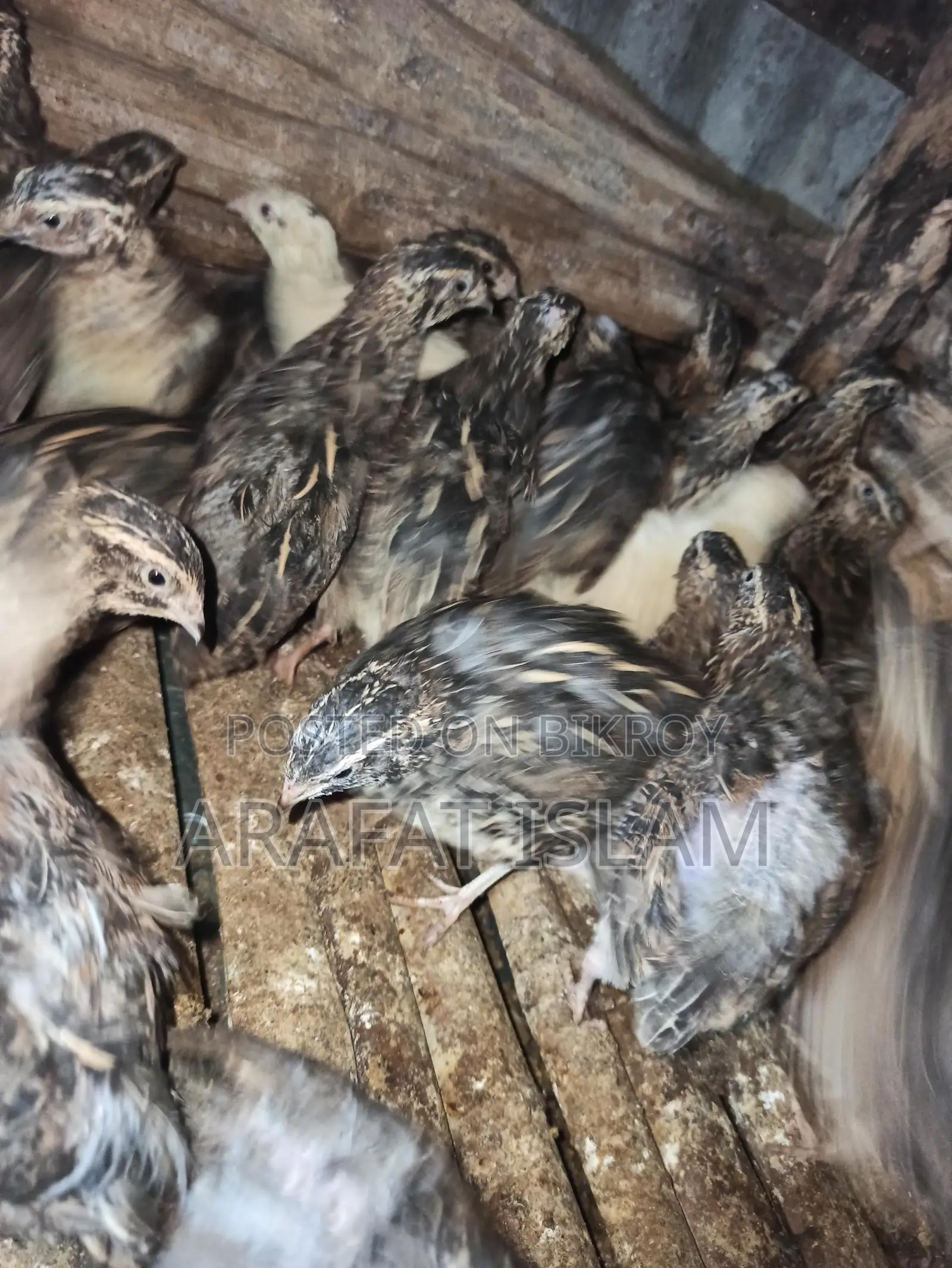 Laying Quail Birds for Sale