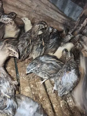 Laying Quail Birds for Sale