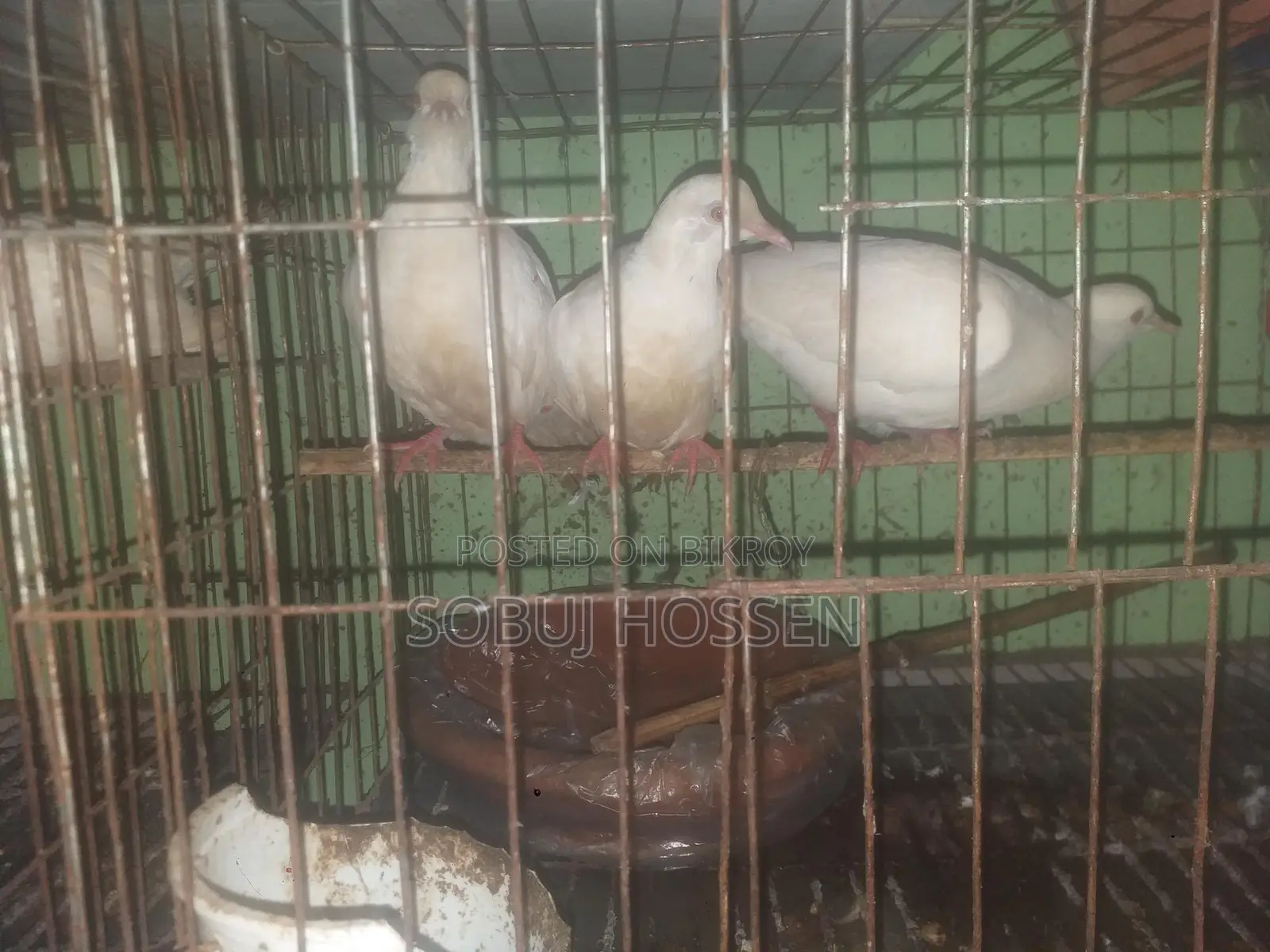 পাখি বিক্রির জন্য
