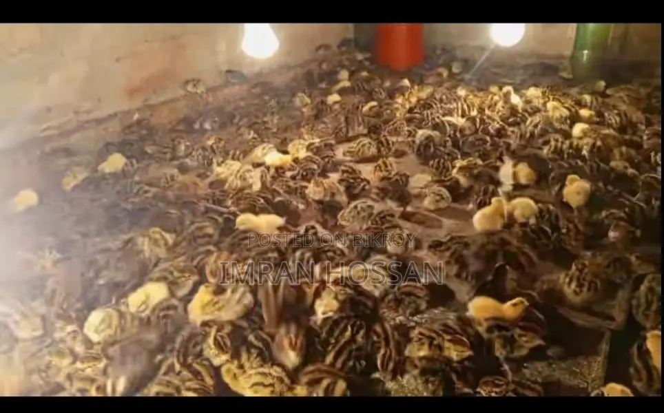 Quail Chicks