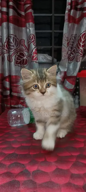 আসিয়ান বিড়াল মেল ফিমেল
