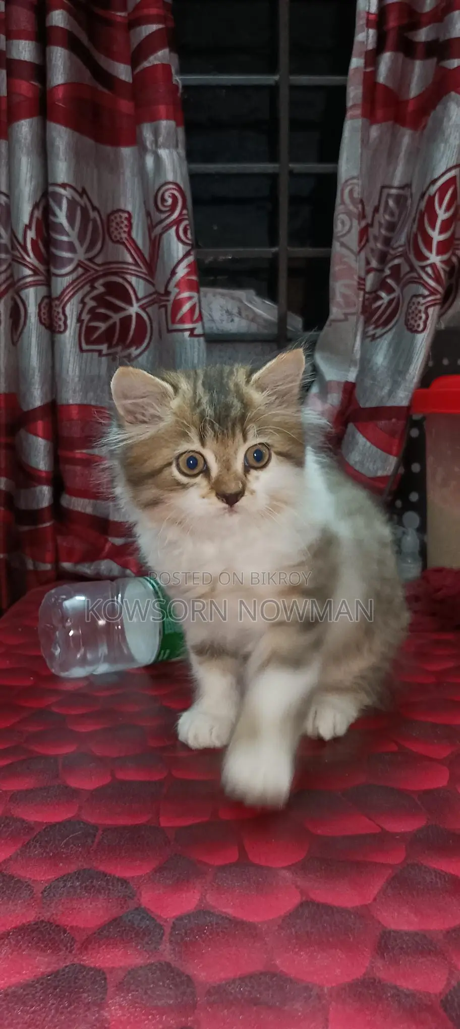 আসিয়ান বিড়াল মেল ফিমেল