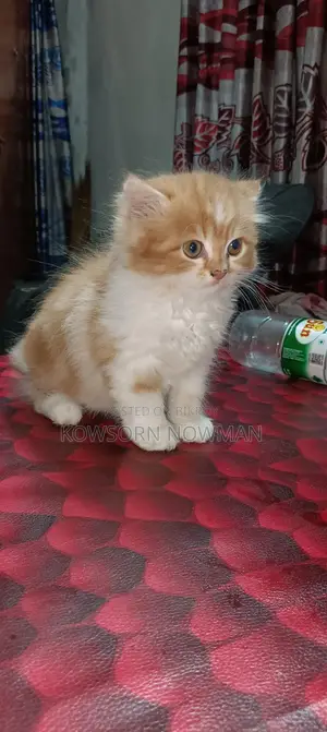 আসিয়ান বিড়াল মেল ফিমেল