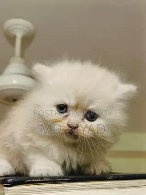 Persian Cat