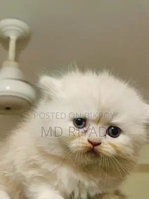 Persian Cat