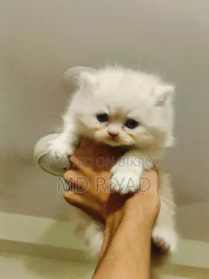 Persian Cat