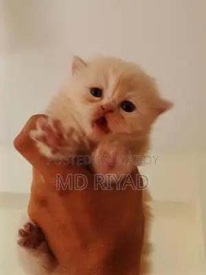 Persian Cat