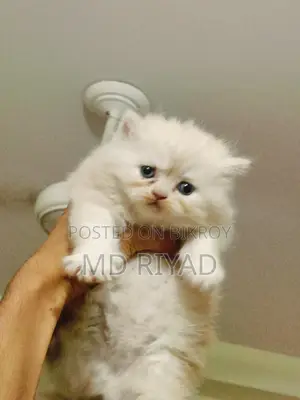 Persian Cat