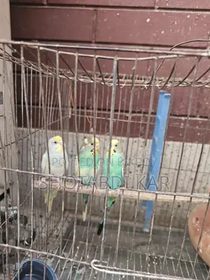 বাজরিগর পাখি