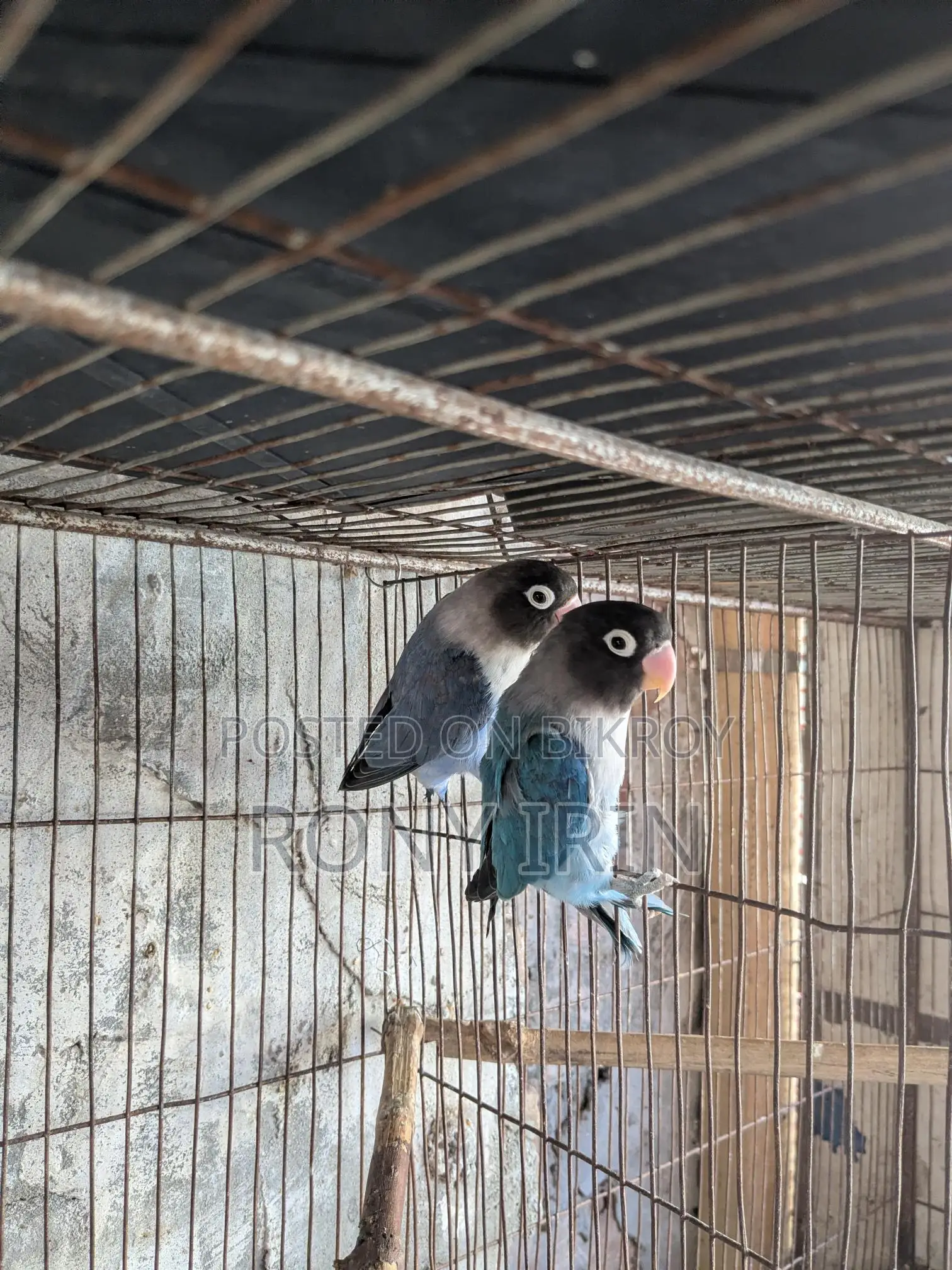 Running Jura Love Bird