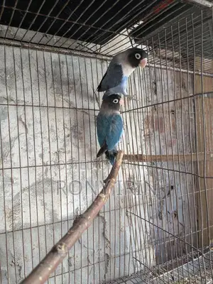 Running Jura Love Bird