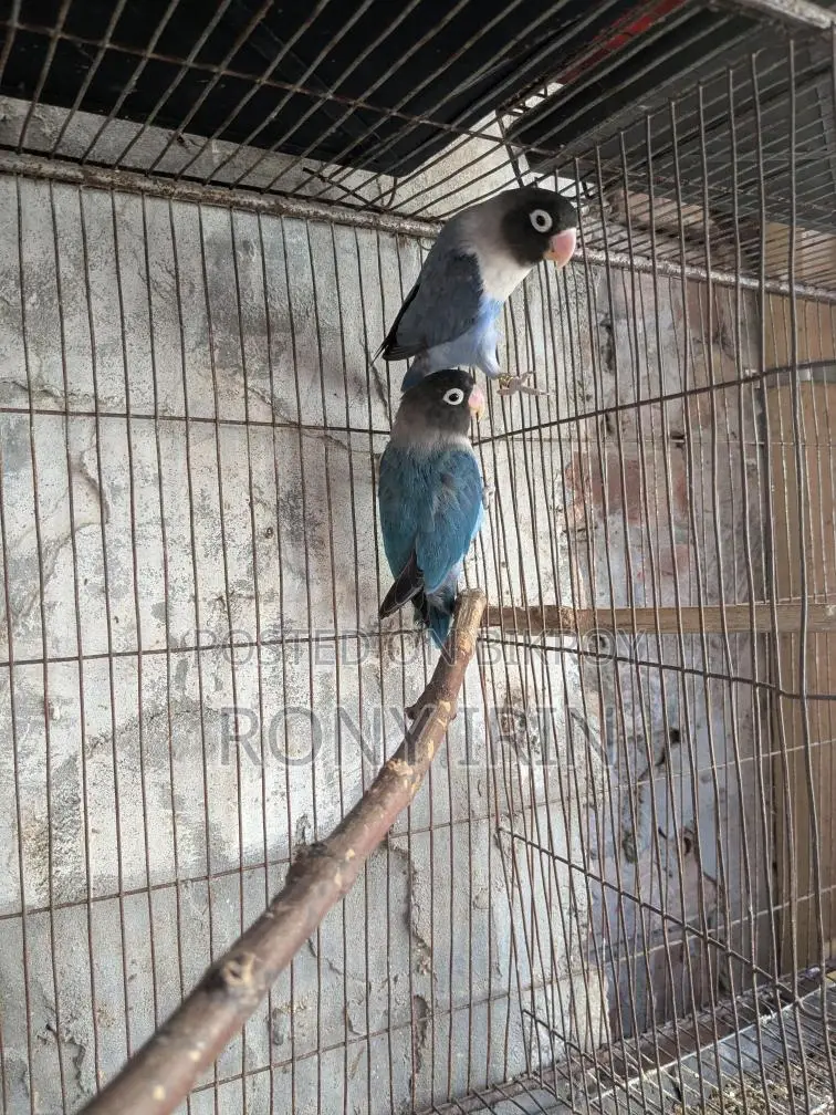 Running Jura Love Bird