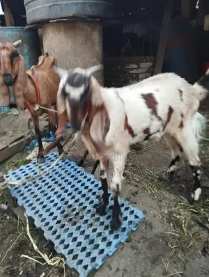 Big Goat