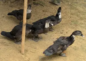 Chinese Duck for Sale (Per Piece)