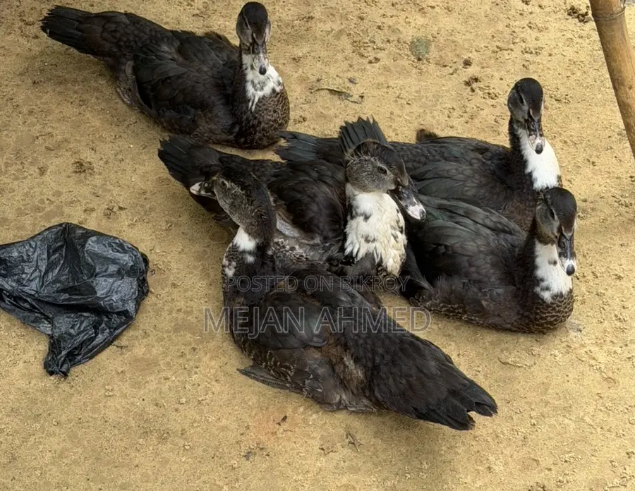 Chinese Duck for Sale (Per Piece)