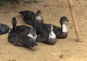Chinese Duck for Sale (Per Piece)