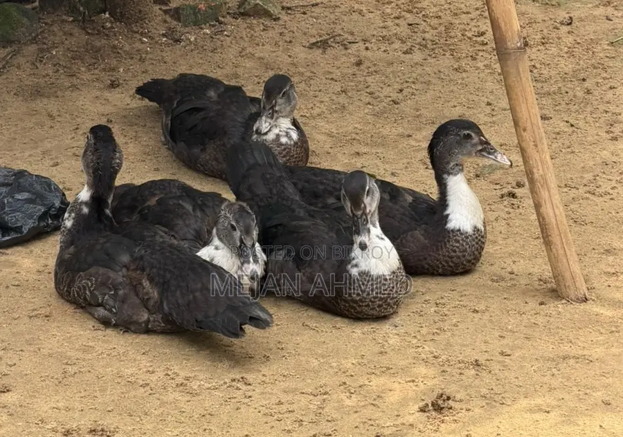 Chinese Duck for Sale (Per Piece)