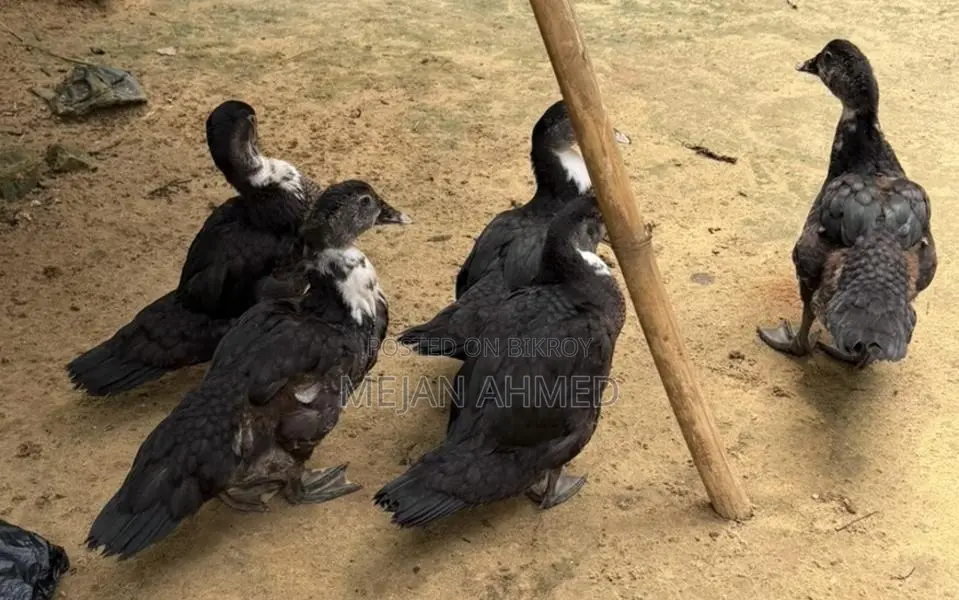 Chinese Duck for Sale (Per Piece)