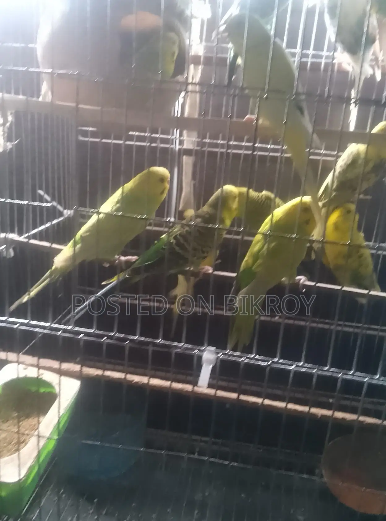 বাজেরিকা