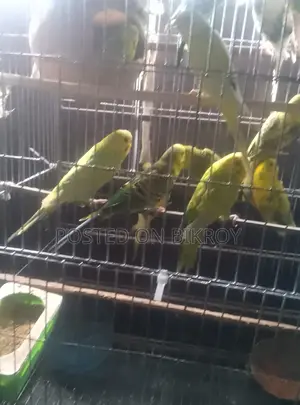 বাজেরিকা