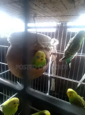 বাজেরিকা