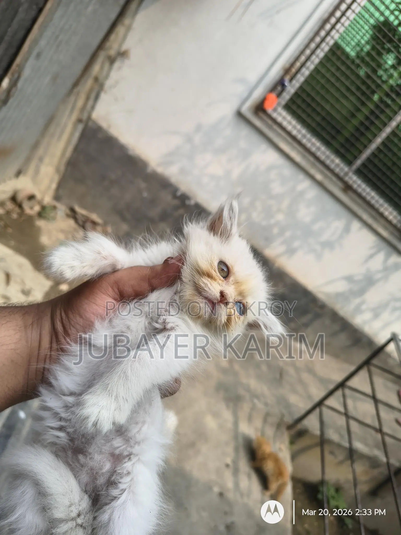 Odd-Eyed Female Persian Cat
