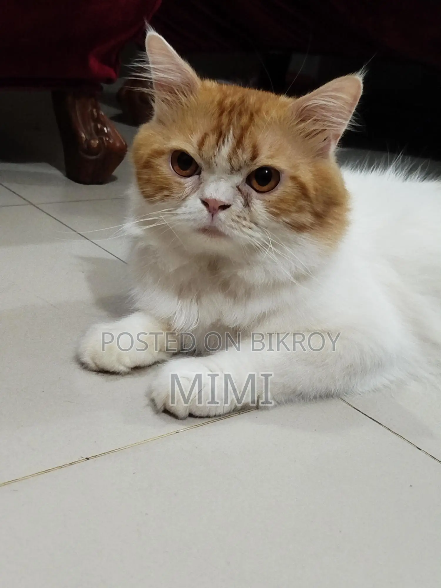 Persian Male Cat