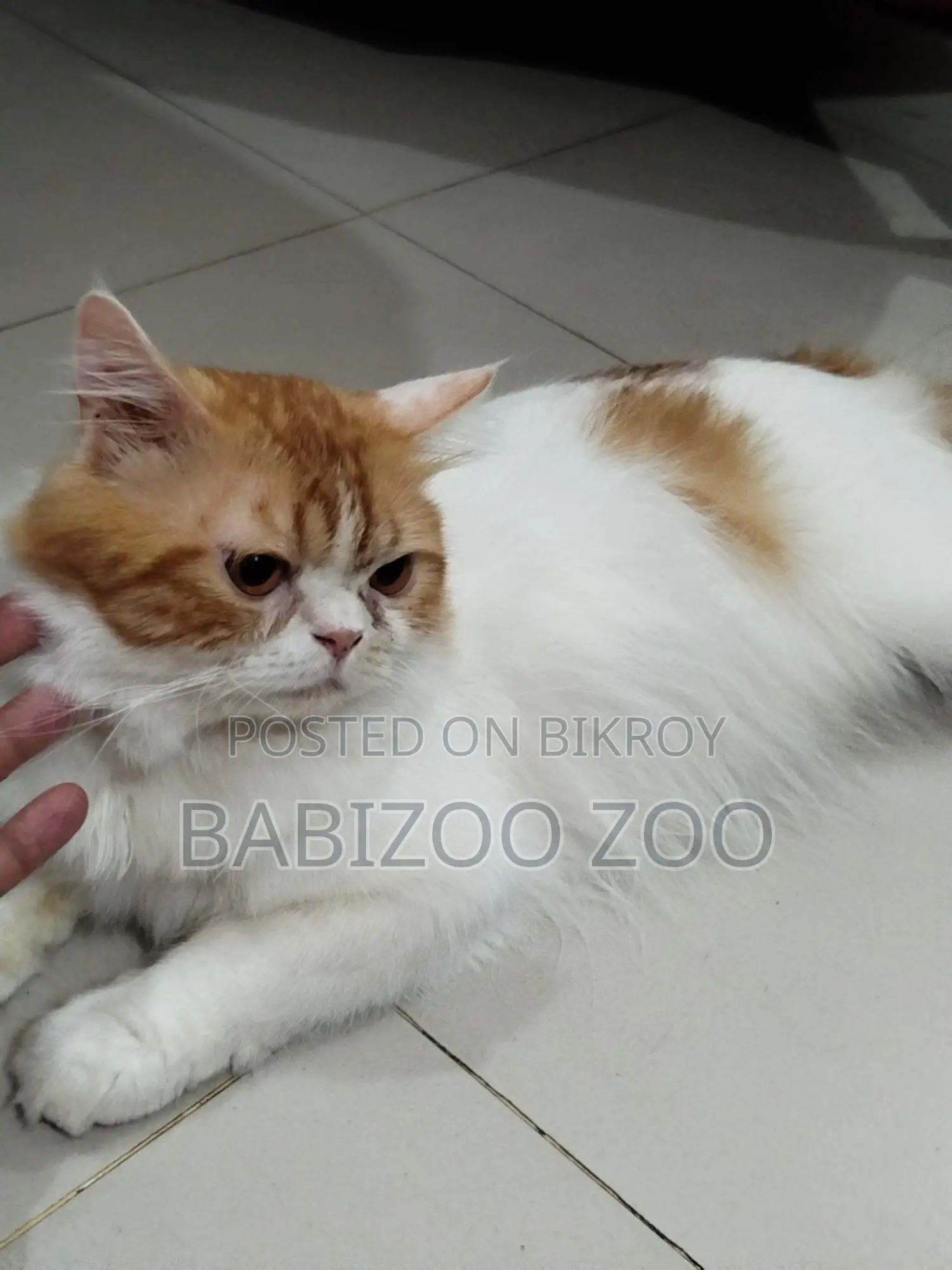 Persian Male Cat