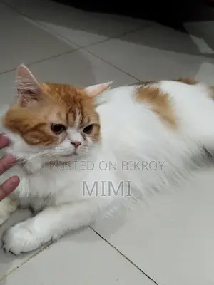 Persian Male Cat