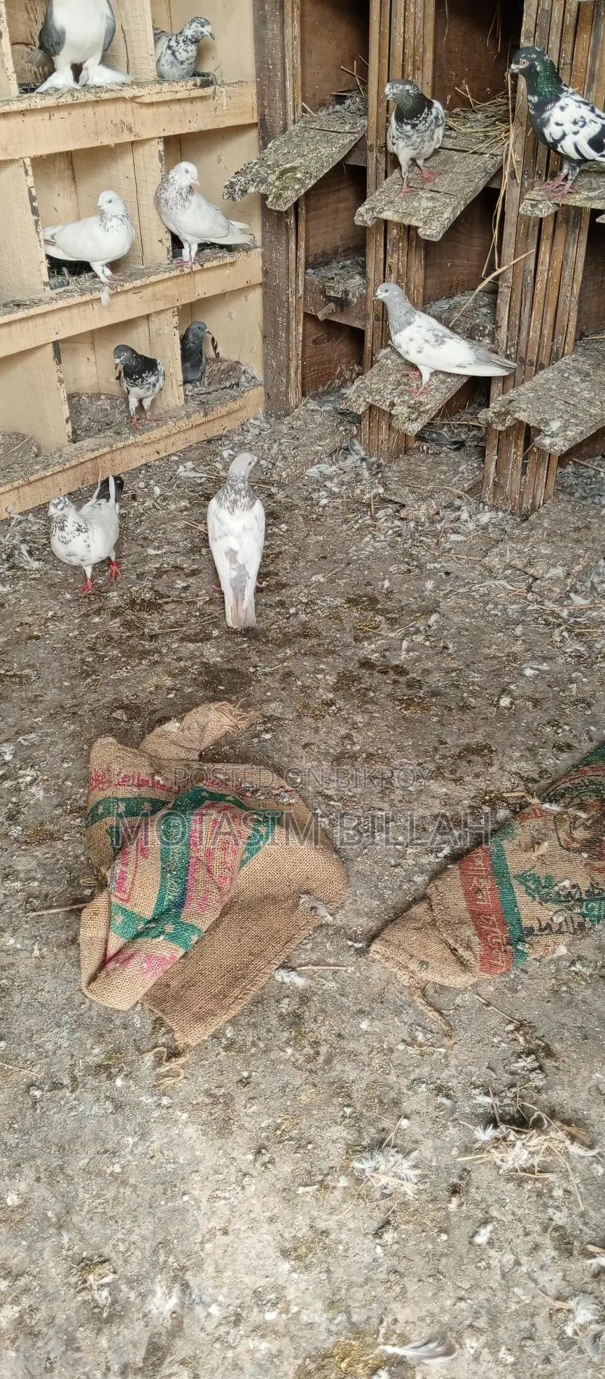 কিছু উন্নত জাতের কবুতর বিক্রি করা হবে