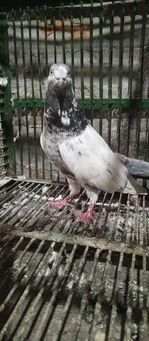 কিছু উন্নত জাতের কবুতর বিক্রি করা হবে