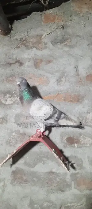 কিছু উন্নত জাতের কবুতর বিক্রি করা হবে