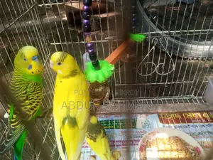 ডিম বাচ্চা খাচা সহ ফুল সেটাপ জরুরি বিক্রি