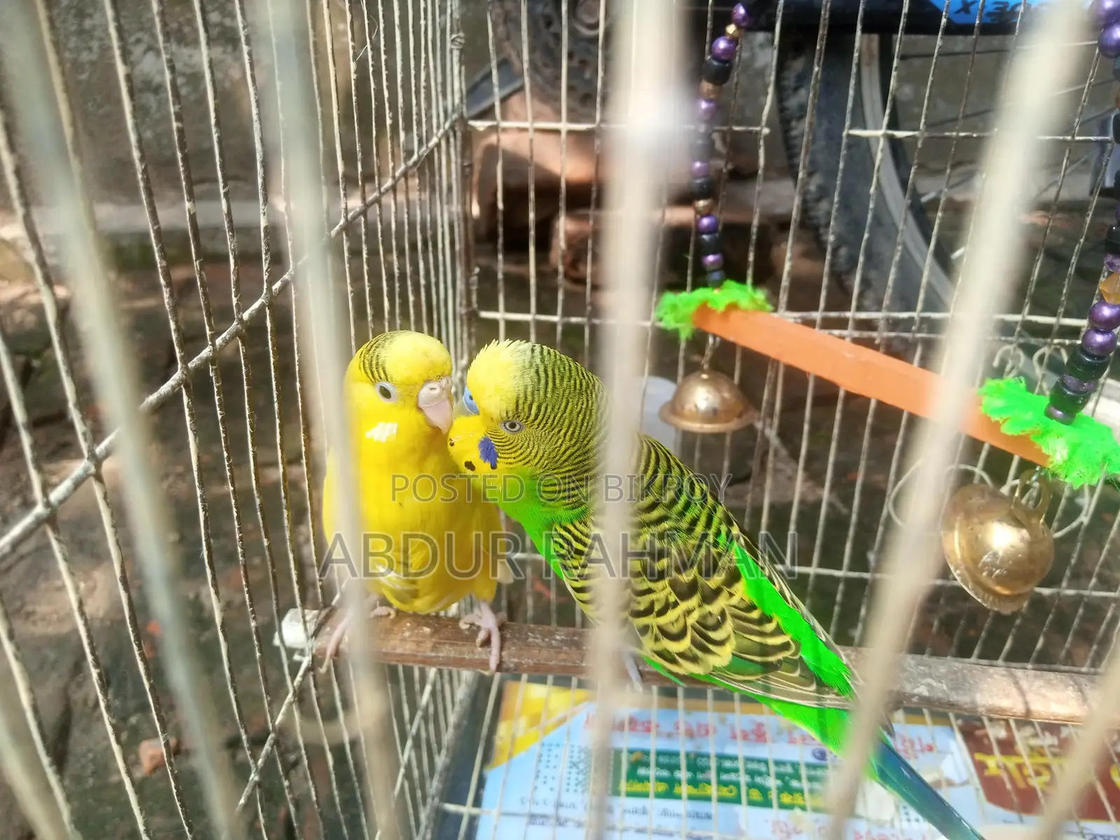 ডিম বাচ্চা খাচা সহ ফুল সেটাপ জরুরি বিক্রি