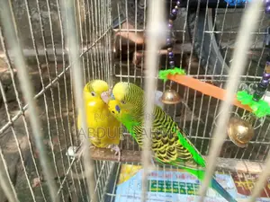 ডিম বাচ্চা খাচা সহ ফুল সেটাপ জরুরি বিক্রি