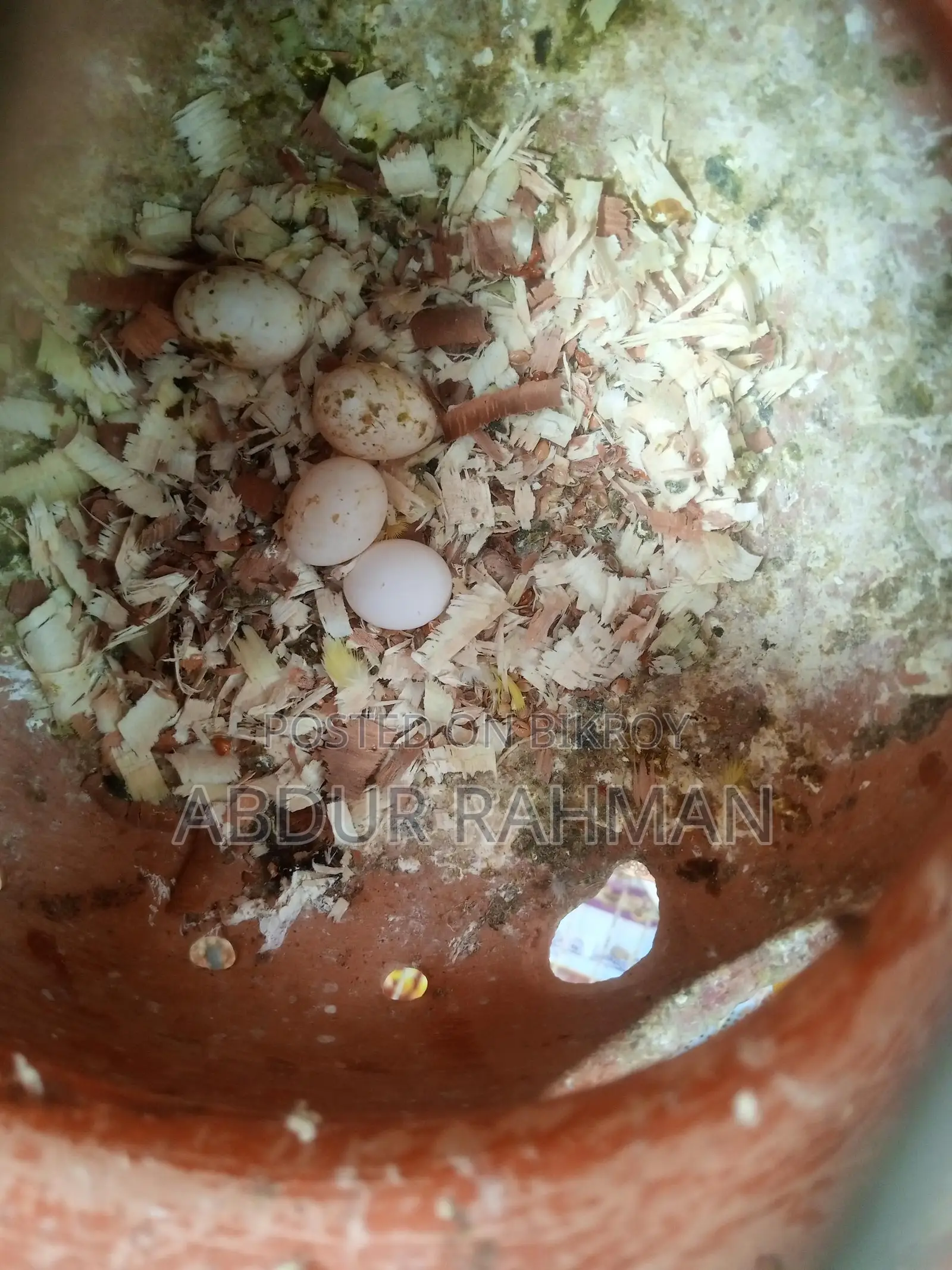 ডিম বাচ্চা খাচা সহ ফুল সেটাপ জরুরি বিক্রি