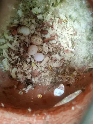 ডিম বাচ্চা খাচা সহ ফুল সেটাপ জরুরি বিক্রি