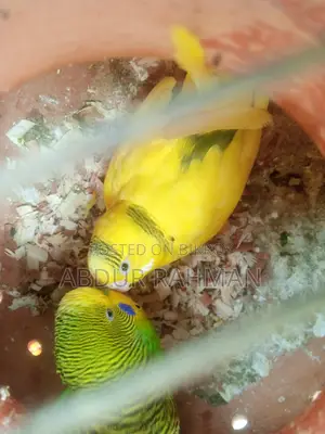 ডিম বাচ্চা খাচা সহ ফুল সেটাপ জরুরি বিক্রি